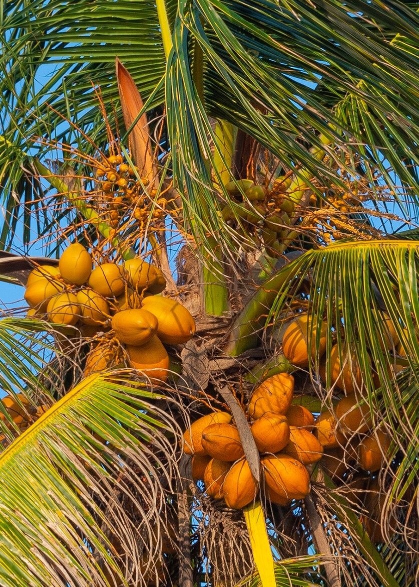 Produit Coco